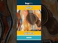guitar - guitarra video thumbnail