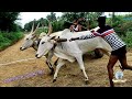 Sixth Prize Winners Gunnam Pragathi Veguru Bulls At Mudivarthi Oxrace 2022