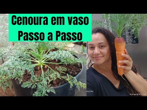 , title : 'Como Plantar Cenoura no Vaso: Da Semeadura até a Colheita, Passo a Passo!'