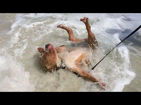 Des chiens obsédés par l'eau mais qui échouent toujours Des chiens drôles et inattendus et l'eau