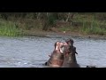 Hippo Diving Like Dolphins
