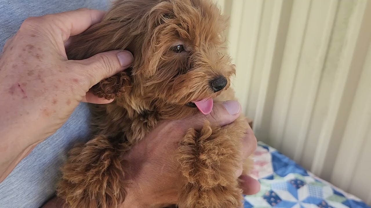 Jelly Bean, an adopted Maltipoo in Bandera, TX video 4/4