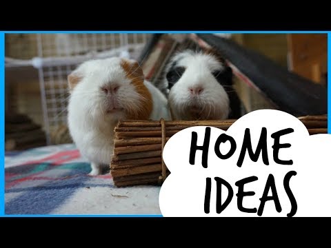 Guinea Pig Home Ideas | My Setups