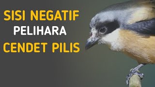 Download lagu NEGATIVE SIDE OF KEEPING CENDET PILIS BIRDS mp3
