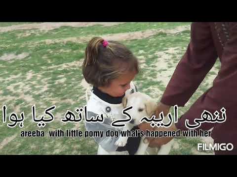 What's happends with areeba