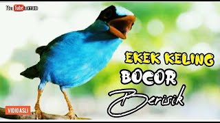 Download lagu EKEK KELING BOCOR BERISIK || SANGAT AMPUH BUAT MASTERAN DAN PANCINGAN mp3