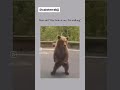 Are you riding? #fun #funny #funnyshorts #bahaha #bears #lol #kiki #instagram #vlog #idahome #bear