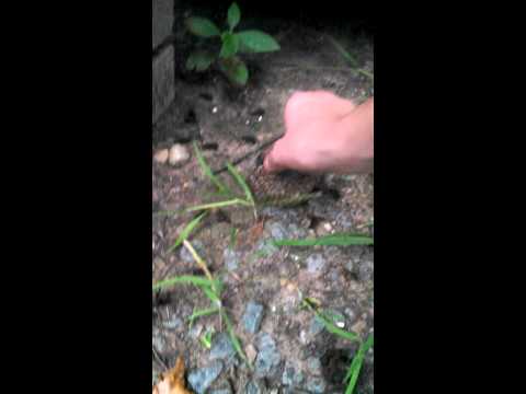 download lagu mp3 mp4 Red Wasp Arkansas, download lagu Red Wasp Arkansas gratis, unduh video klip Red Wasp Arkansas