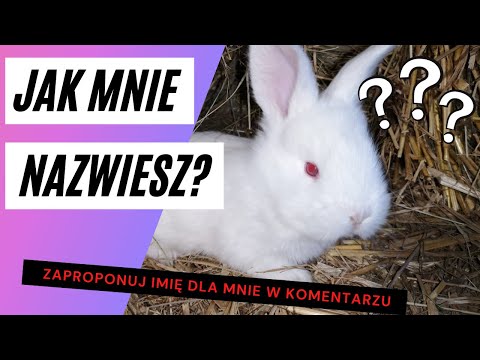 , title : 'Jak nazwać tego królika? Olbrzym belgijski biały. ABC hodowli. Belgian giant rabbit #6'