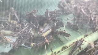 Rural Life Agriculture Technology 115 days nice work
