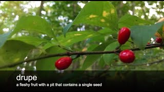 Tree Talk: Spicebush