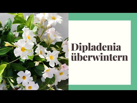 How to overwinter Dipladenia properly - proper care in winter