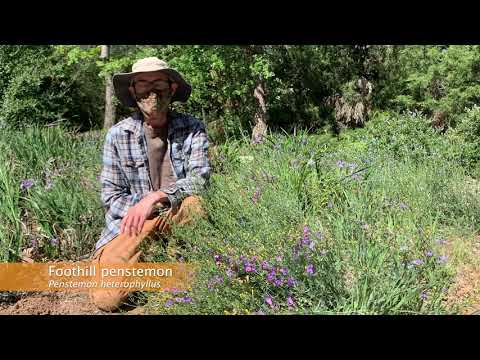 Flor Silvestre da Semana: Penstemon!