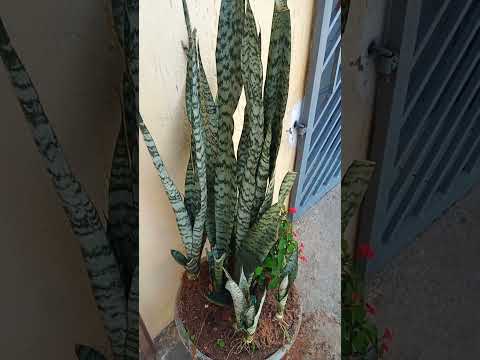 bem  nublado 🌥  japi RN