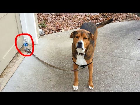 Le chien est un comédien né, il mérite un oscar ! Vidéos d'animaux les plus drôles