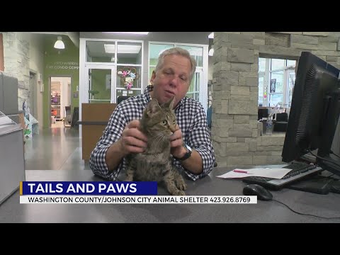 These pets need treats for Halloween - YouTube