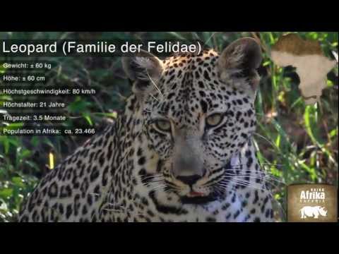 Die Großen Fünf - Rhino Afrika