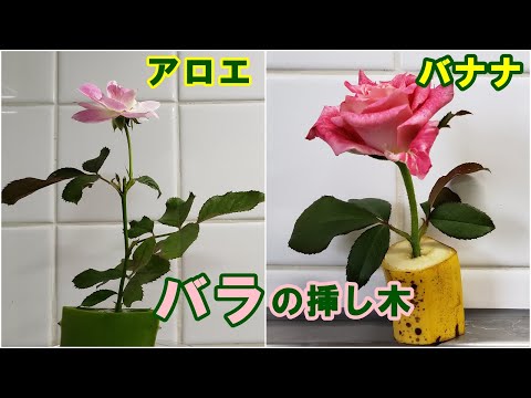 アロエベラを挿し木で増やす 植物