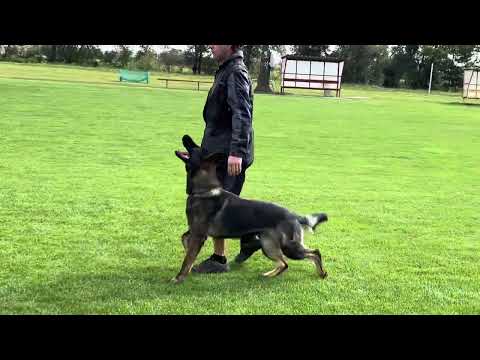 Orion z Jukasu - obedience - heeling - 14 months old