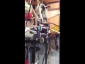 Knucklehead Irons Pitbull Liner