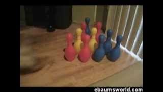 pug bowling video