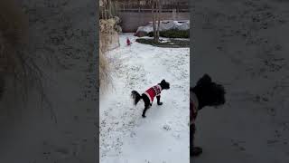 Video preview image #1 Mutt Puppy For Sale in Boonton, NJ, USA