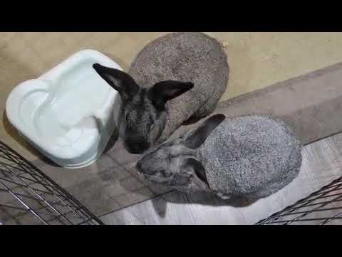 Big Mac & Nugget, an adopted Flemish Giant in Westford, MA_image-1