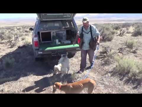 Hunting hares with two dogs and an eagle