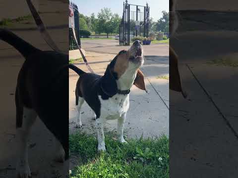 Billy Gives a Howl #beagle #howl #dog #BillyBeagle