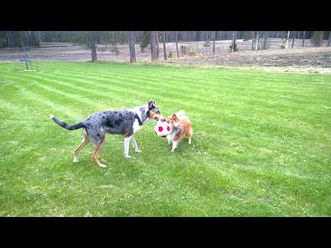 Sheltie vs Collie? Happy dogs playing football!