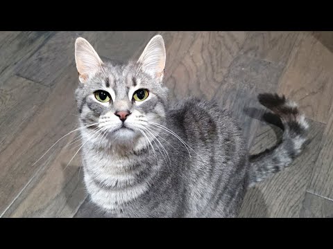 YouTube 썸네일