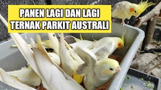 Download lagu Another harvest, another harvest, Australian Parakeet farming brings blessings mp3
