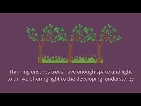 Why do we cut down trees? An explanation of Tree Thinning