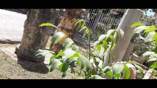 Mersin - Silifke Müzesi Belgeseli