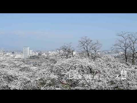[Reportaje especial sobre los cerezos en flor] Parque Takasaki/Kannonyama