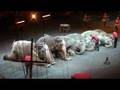 Elephants
