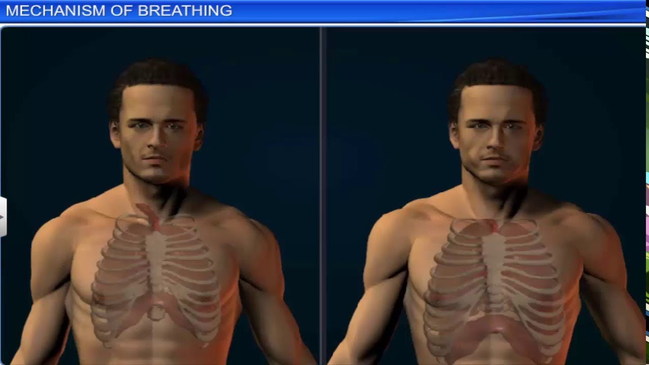 ICSE Class 9 Biology / The Respiratory System 2 – Mechanism of Breathing
