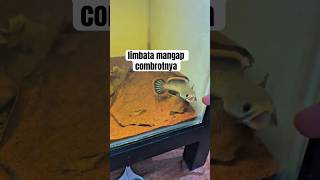 Download lagu ikan channa limbata kecil mangap mangap #channa #beranda #ikan #limbata #channalimbata #shortsvideo mp3