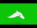 Dove Flying Green Screen Peaceful Bird VFX In 4K