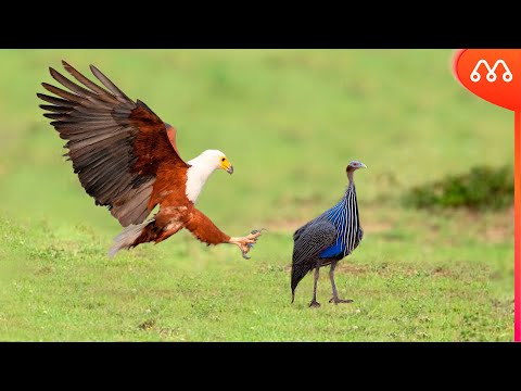 WHEN THE EAGLE ATTACKS THE ANGOLA CHICKEN