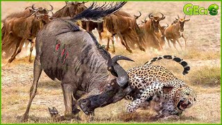 30 Moments When An Injured Leopard Tries To Escape From A Herd Of Wildebeest | Animal Fight
