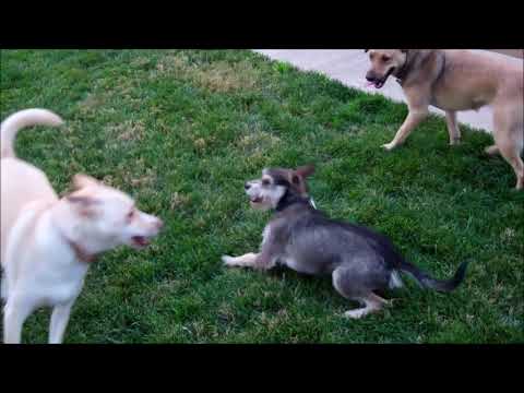 Cyrus - I love to play with other dogs! Watch my video!, an adopted Schnauzer & Terrier Mix in Pasadena, CA_image-1