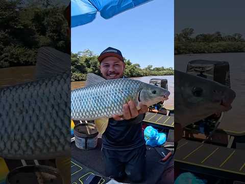 Piapara Gigante 😱 Rio Dourado ms