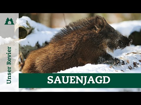 Drückjagd-Tipps – Sauen sicher ansprechen | Fehlabschüsse vermeiden | Bewegungsjagd | Schwarzwild
