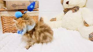 ペルシャの動画01