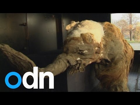 40,000-year-old well-preserved woolly mammoth goes on display in Russia