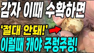 감자 이때 수확하면 절대 안돼! 이럴때 캐야 감자가 더 주렁주렁 대박!