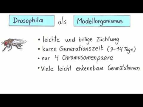 Drosophila (Fruchtfliege) als Modellorganismus für Kreuzungsversuche | Biologie | Genetik