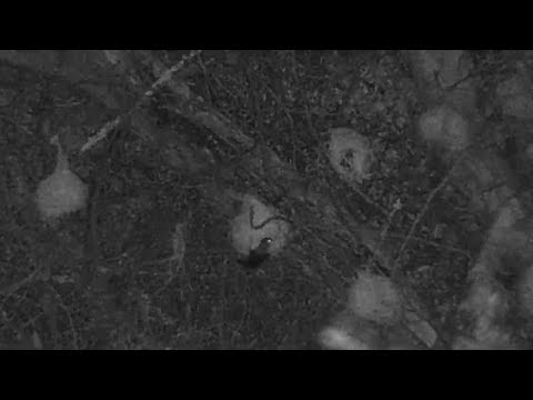 Djuma: Small Snake at the Weaver's nests - 19:43 - 02/08/2020