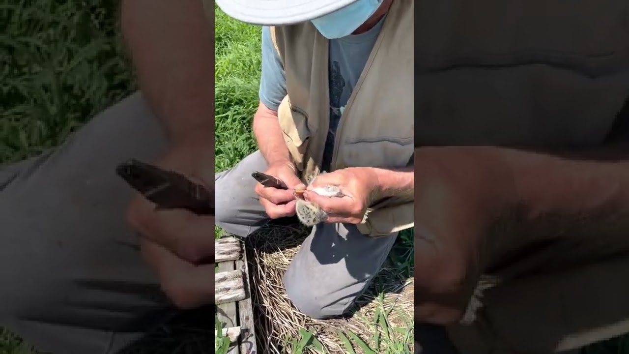 Banding Common Terns